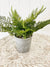 Liven up your indoor spaces with our Artificial Fern in Cement Pot. With its cement pot, it will add texture and colour to any room. Great for adding a splash of colour to a bathroom or windowsill.| Bliss Gifts & Homewares | Unit 8, 259 Princes Hwy Ulladulla | South Coast NSW | Online Retail Gift & Homeware Shopping | 0427795959, 44541523
