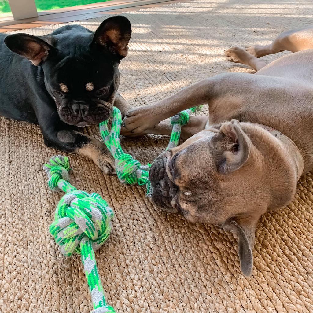 Pet Products and Accessories - Dog tags, pet beds, dog toys and accessories | Bliss Gifts & Homewares - Unit 8, 259 Princes Hwy Ulladulla - Shop Online & In store - 0427795959, 44541523 - Australia wide shipping  