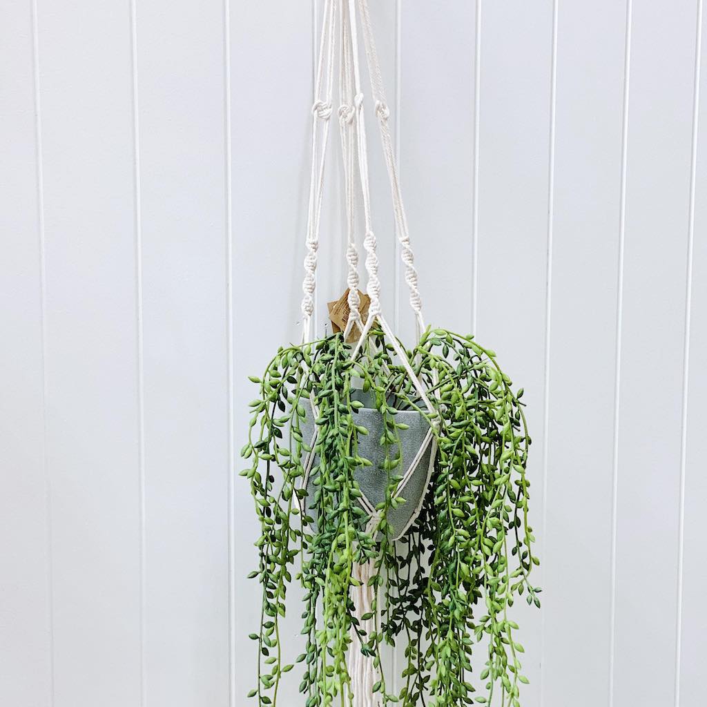 Hanging Planters - Indoor & outdoor hanging pots & planters | Bliss Gifts & Homewares - Unit 8, 259 Princes Hwy Ulladulla - Shop Online & In store - 0427795959, 44541523 - Australia wide shipping  