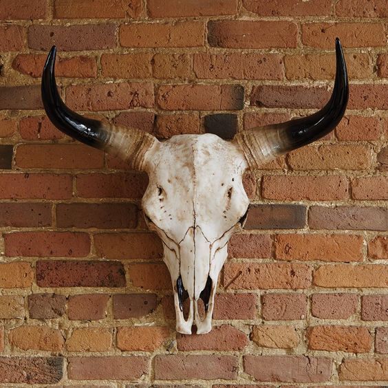 Large Bison Skull Wall Head - BLISS Gifts & Homewares