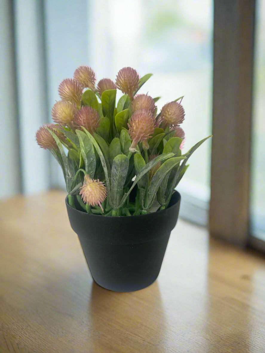 Buy Artificial Protea in a Pot - 20cm Online