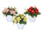 Mini Rose Plant