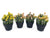 Buy Artificial Protea in a Pot - 20cm Online
