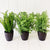 Create a feature and liven up a dark space in your home with our Decorative Potted Greenery. These beautiful textured plants come in three varieties and will instantly lift your displays. 21cm.| Bliss Gifts & Homewares | Unit 8, 259 Princes Hwy Ulladulla | South Coast NSW | Online Retail Gift & Homeware Shopping | 0427795959, 44541523