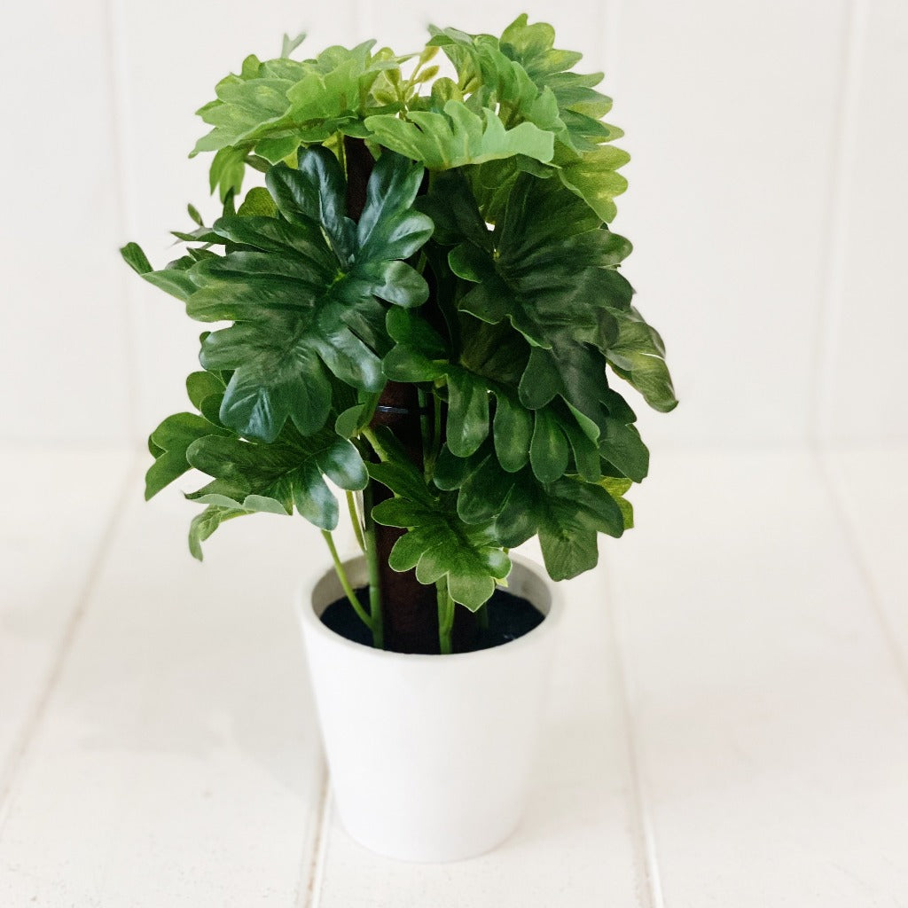 Liven up your indoor spaces with our Artificial Monstera &amp; Philodendron in cement look Pot. Perfect for a windowsill display or adding a splash of green to a bathroom or bedroom, without the hassle of maintenance. Approx: 25cm.| Bliss Gifts &amp; Homewares | Unit 8, 259 Princes Hwy Ulladulla | South Coast NSW | Online Retail Gift &amp; Homeware Shopping | 0427795959, 44541523