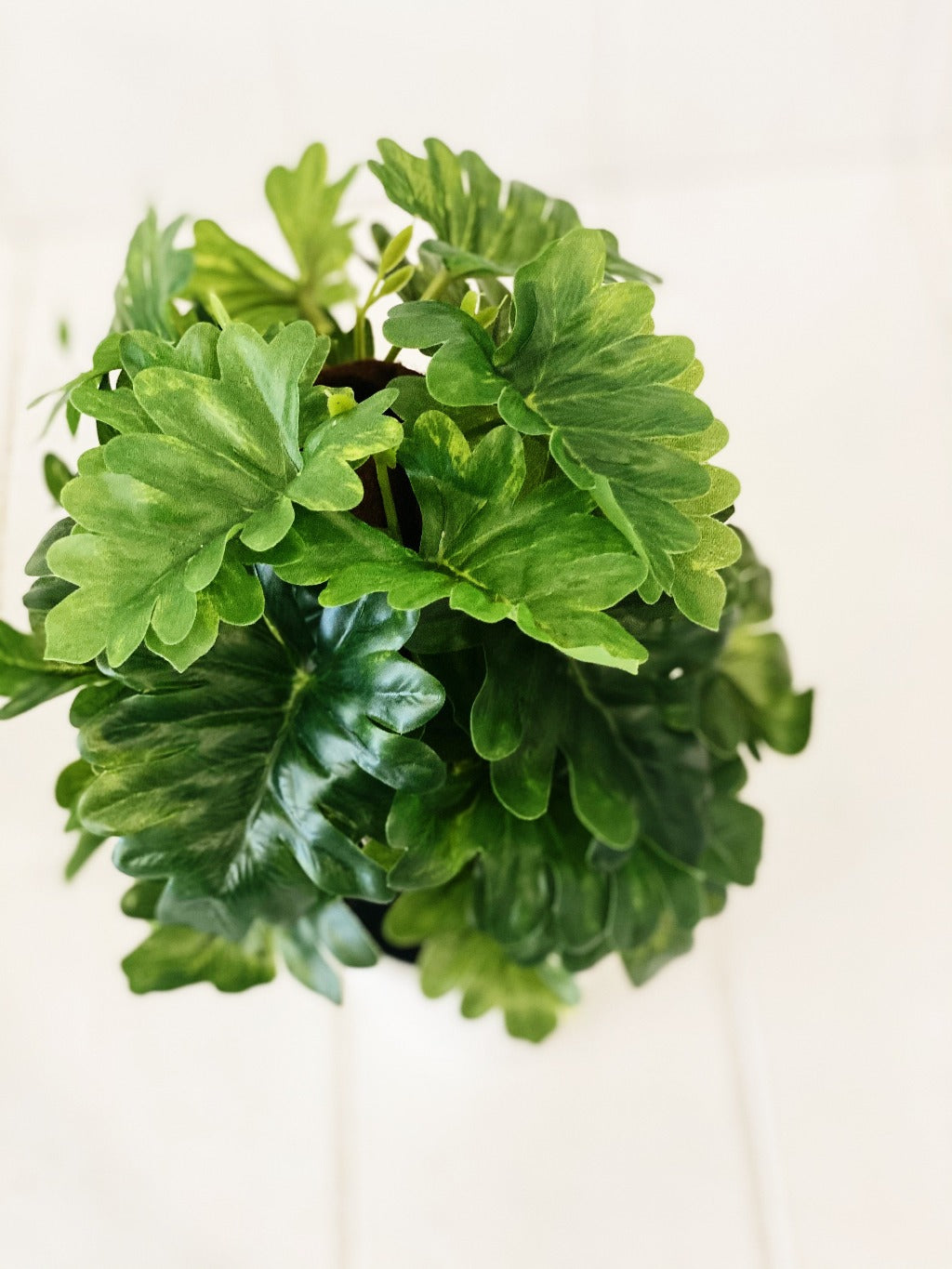 Liven up your indoor spaces with our Artificial Monstera &amp; Philodendron in cement look Pot. Perfect for a windowsill display or adding a splash of green to a bathroom or bedroom, without the hassle of maintenance. Approx: 25cm.| Bliss Gifts &amp; Homewares | Unit 8, 259 Princes Hwy Ulladulla | South Coast NSW | Online Retail Gift &amp; Homeware Shopping | 0427795959, 44541523