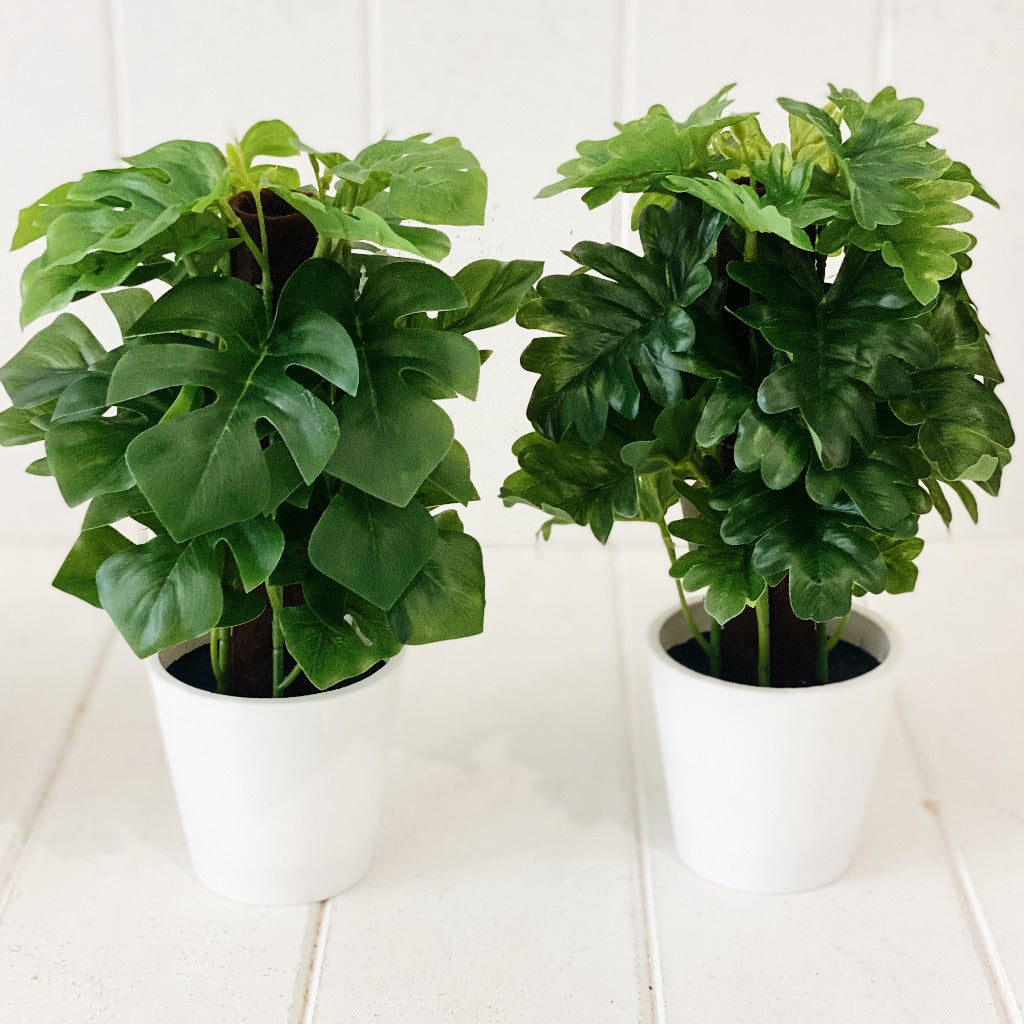 Liven up your indoor spaces with our Artificial Monstera & Philodendron in cement look Pot. Perfect for a windowsill display or adding a splash of green to a bathroom or bedroom, without the hassle of maintenance. Approx: 25cm.| Bliss Gifts & Homewares | Unit 8, 259 Princes Hwy Ulladulla | South Coast NSW | Online Retail Gift & Homeware Shopping | 0427795959, 44541523