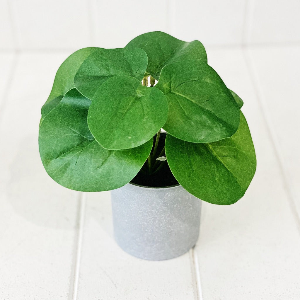 Liven up your indoor spaces with our Artificial Syngonium &amp; Pilea in a cement look Pot. Perfect for a windowsill display or adding a splash of green to a bathroom or bedroom, without the hassle of maintenance. Approx: 17cm.| Bliss Gifts &amp; Homewares | Unit 8, 259 Princes Hwy Ulladulla | South Coast NSW | Online Retail Gift &amp; Homeware Shopping | 0427795959, 44541523