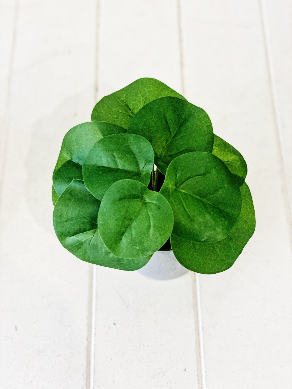 Liven up your indoor spaces with our Artificial Syngonium &amp; Pilea in a cement look Pot. Perfect for a windowsill display or adding a splash of green to a bathroom or bedroom, without the hassle of maintenance. Approx: 17cm.| Bliss Gifts &amp; Homewares | Unit 8, 259 Princes Hwy Ulladulla | South Coast NSW | Online Retail Gift &amp; Homeware Shopping | 0427795959, 44541523