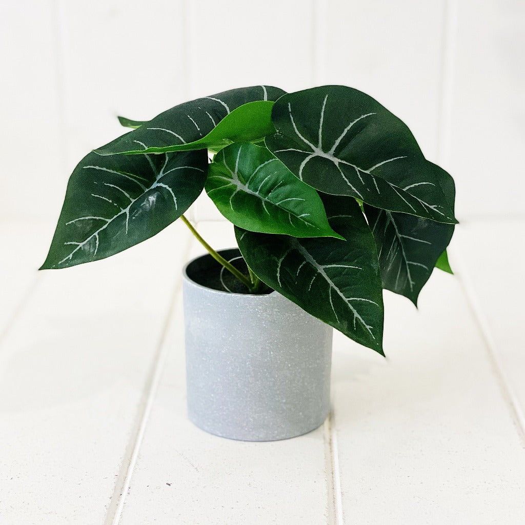 Liven up your indoor spaces with our Artificial Syngonium &amp; Pilea in a cement look Pot. Perfect for a windowsill display or adding a splash of green to a bathroom or bedroom, without the hassle of maintenance. Approx: 17cm.| Bliss Gifts &amp; Homewares | Unit 8, 259 Princes Hwy Ulladulla | South Coast NSW | Online Retail Gift &amp; Homeware Shopping | 0427795959, 44541523