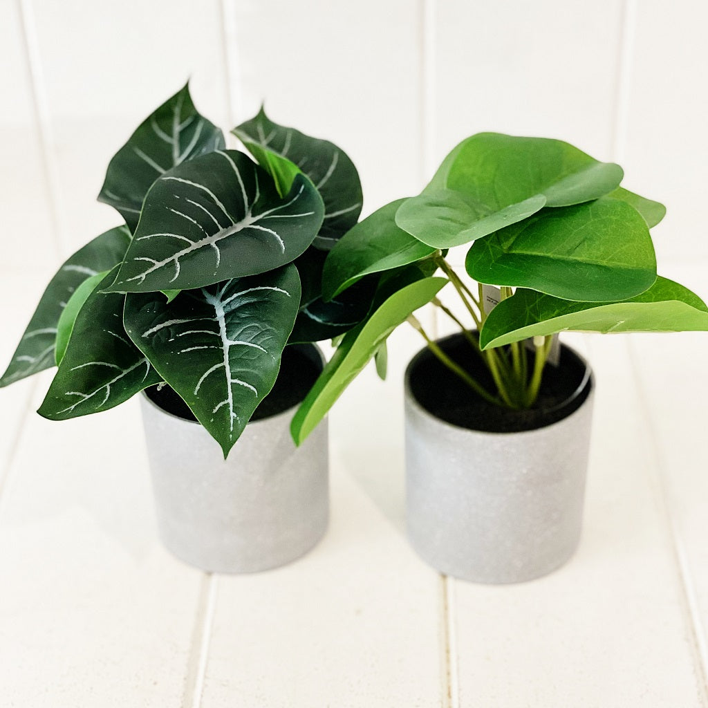 Liven up your indoor spaces with our Artificial Syngonium & Pilea in a cement look Pot. Perfect for a windowsill display or adding a splash of green to a bathroom or bedroom, without the hassle of maintenance. Approx: 17cm.| Bliss Gifts & Homewares | Unit 8, 259 Princes Hwy Ulladulla | South Coast NSW | Online Retail Gift & Homeware Shopping | 0427795959, 44541523