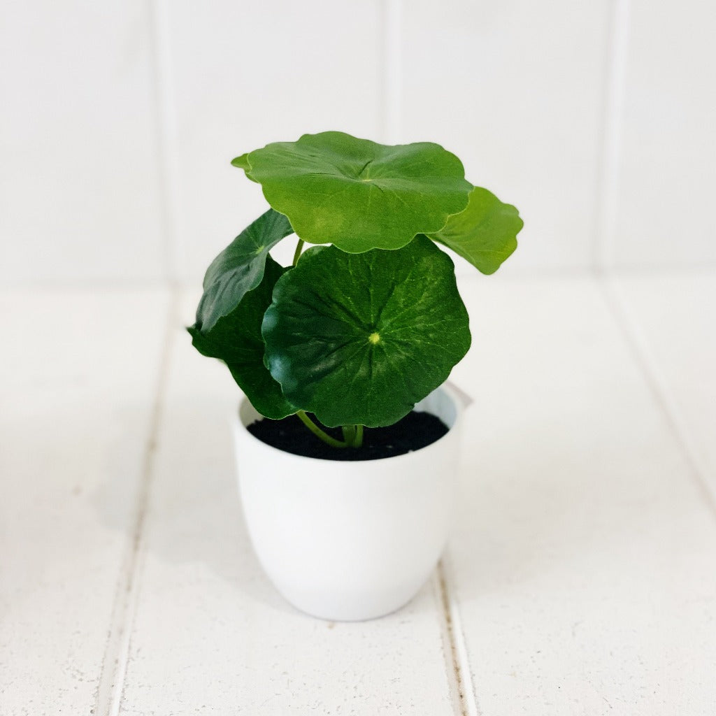 Liven up your indoor spaces with our Artificial Taro &amp; Lotus in White Pot. Perfect for a windowsill display or adding a splash of green to a bathroom or bedroom, without the hassle of maintenance. Approx: 15cm.| Bliss Gifts &amp; Homewares | Unit 8, 259 Princes Hwy Ulladulla | South Coast NSW | Online Retail Gift &amp; Homeware Shopping | 0427795959, 44541523