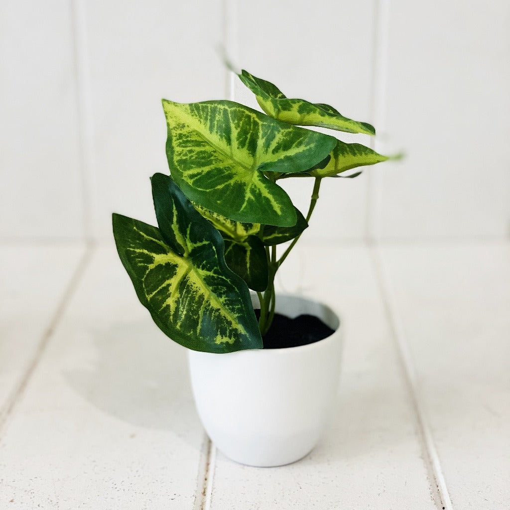 Liven up your indoor spaces with our Artificial Taro &amp; Lotus in White Pot. Perfect for a windowsill display or adding a splash of green to a bathroom or bedroom, without the hassle of maintenance. Approx: 15cm.| Bliss Gifts &amp; Homewares | Unit 8, 259 Princes Hwy Ulladulla | South Coast NSW | Online Retail Gift &amp; Homeware Shopping | 0427795959, 44541523