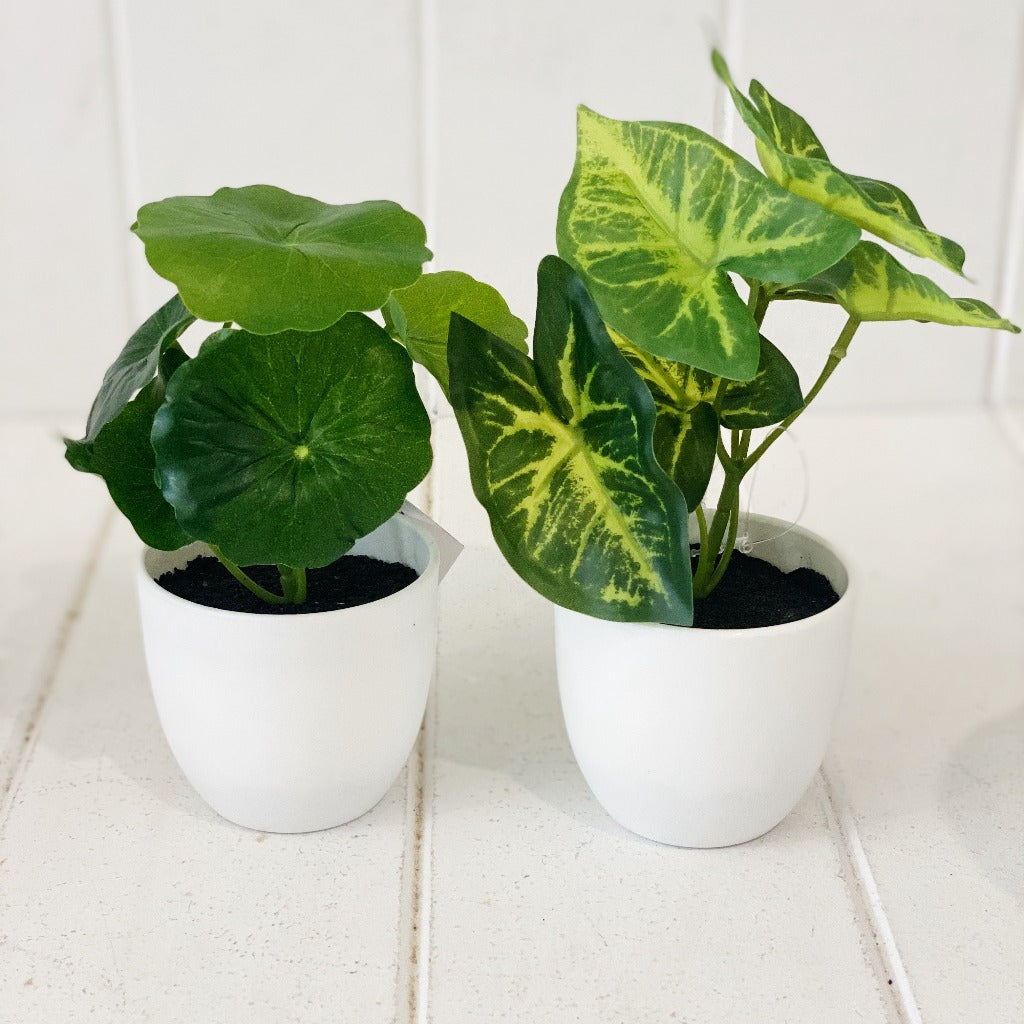 Liven up your indoor spaces with our Artificial Taro &amp; Lotus in White Pot. Perfect for a windowsill display or adding a splash of green to a bathroom or bedroom, without the hassle of maintenance. Approx: 15cm.| Bliss Gifts &amp; Homewares | Unit 8, 259 Princes Hwy Ulladulla | South Coast NSW | Online Retail Gift &amp; Homeware Shopping | 0427795959, 44541523