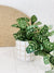 Liven up your indoor spaces with our Artificial Trailing Greenery in Pot. They cascade over an edge or tumble from the pot in a hanging basket, softening hard edges and adding colour and texture. Approx: 38cm.| Bliss Gifts & Homewares | Unit 8, 259 Princes Hwy Ulladulla | South Coast NSW | Online Retail Gift & Homeware Shopping | 0427795959, 44541523
