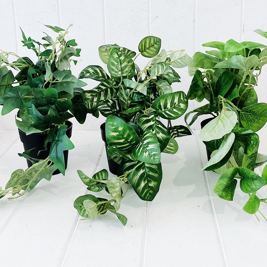 Liven up your indoor spaces with our Artificial Trailing Greenery in Pot. They cascade over an edge or tumble from the pot in a hanging basket, softening hard edges and adding colour and texture. Approx: 38cm.| Bliss Gifts &amp; Homewares | Unit 8, 259 Princes Hwy Ulladulla | South Coast NSW | Online Retail Gift &amp; Homeware Shopping | 0427795959, 44541523