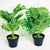 Liven up your indoor spaces with our Artificial Tropical Fern in black Pot. Perfect for a windowsill display or adding a splash of green to a bathroom or bedroom, without the hassle of maintenance.| Bliss Gifts & Homewares | Unit 8, 259 Princes Hwy Ulladulla | South Coast NSW | Online Retail Gift & Homeware Shopping | 0427795959, 44541523
