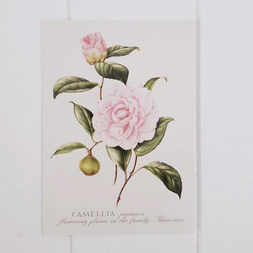 Single Camellia All Occasion Greeting Card. Perfect for any event or occasion or just to say to someone you&#39;re in my thoughts. Card is blank inside. | Bliss Gifts &amp; Homewares | Unit 8, 259 Princes Hwy Ulladulla | South Coast NSW | Online Retail Gift &amp; Homeware Shopping | 0427795959, 44541523