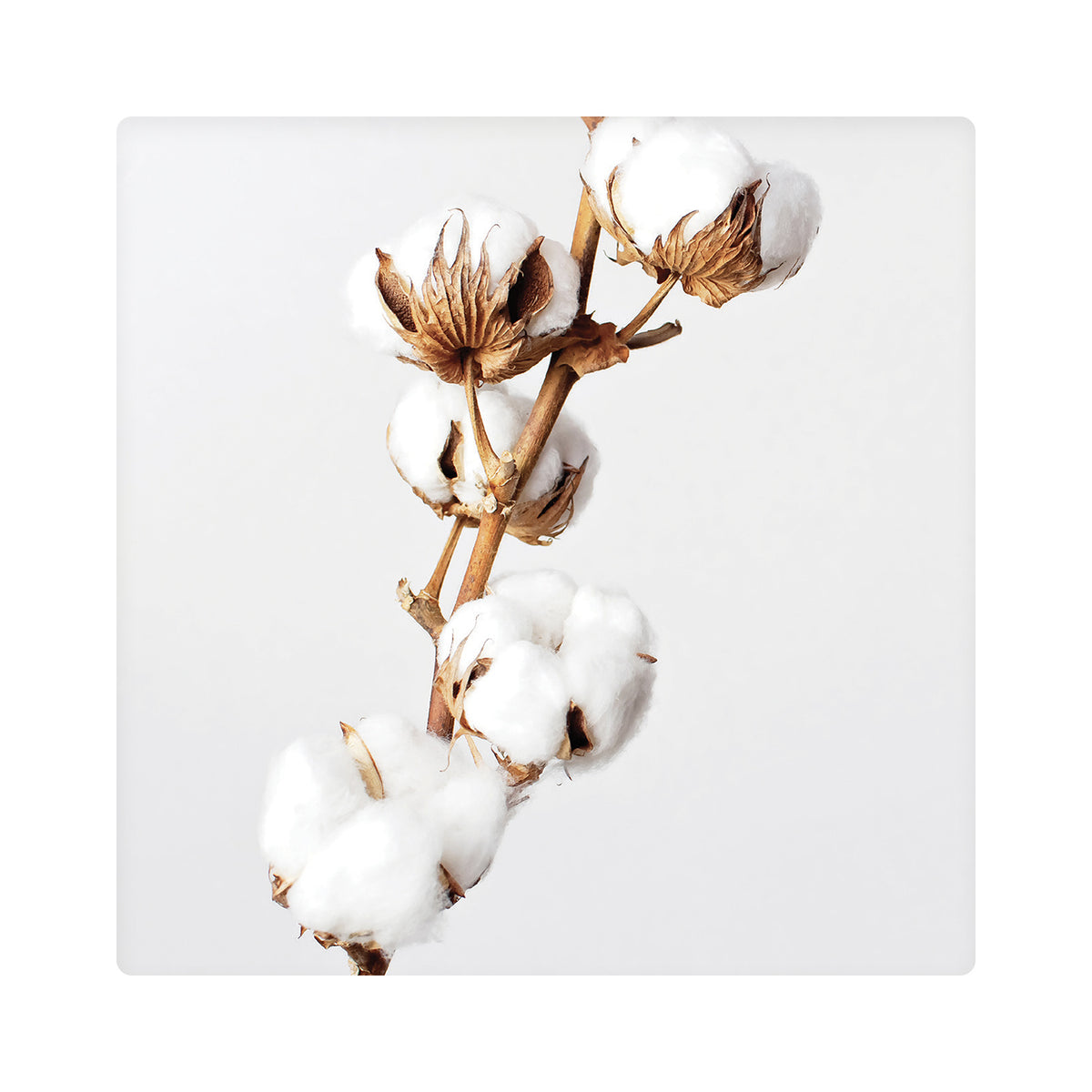 Our Dusk Cotton Ceramic Coaster features a soft, feminine colour palette inspired by Hygge designs. With touches of natural elements and splashes of gold, this sophisticated range will bring warmth and comfort to any home. 10.8 x 10.8 x 0.5cm Details: Printed ceramic coaster with cork backing. | Bliss Gifts &amp; Homewares | Unit 8, 259 Princes Hwy Ulladulla | South Coast NSW | Online Retail Gift &amp; Homeware Shopping | 0427795959, 44541523