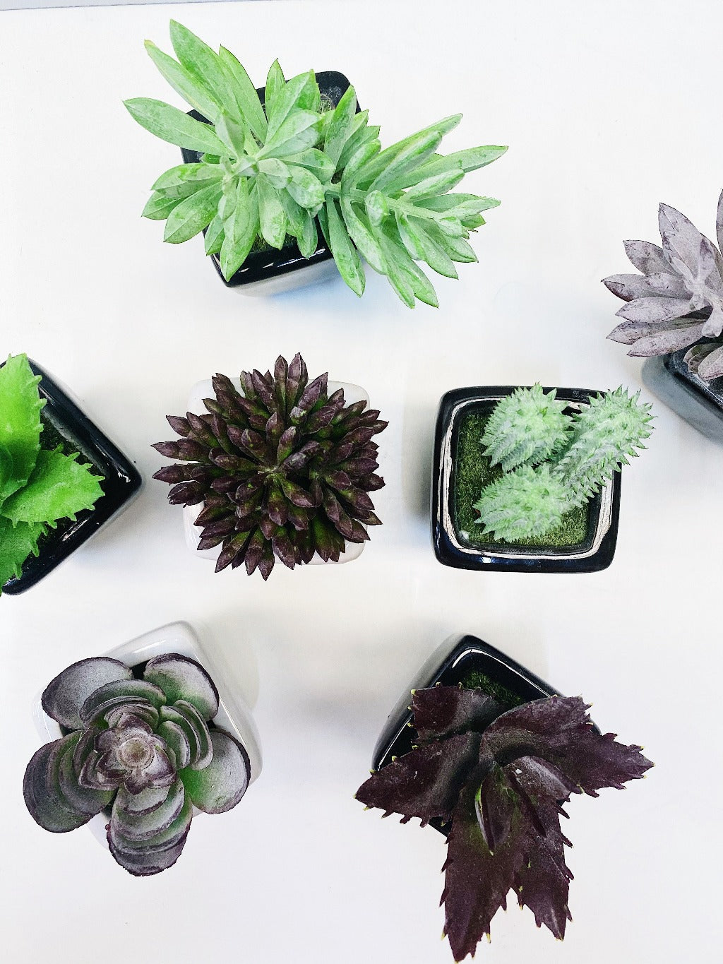 Our Mini Succulent in Black & White Pots are perfect for a little space filler or to fill that cute little pot you have at home. Available in a black or white pot.| Bliss Gifts & Homewares | Unit 8, 259 Princes Hwy Ulladulla | South Coast NSW | Online Retail Gift & Homeware Shopping | 0427795959, 44541523