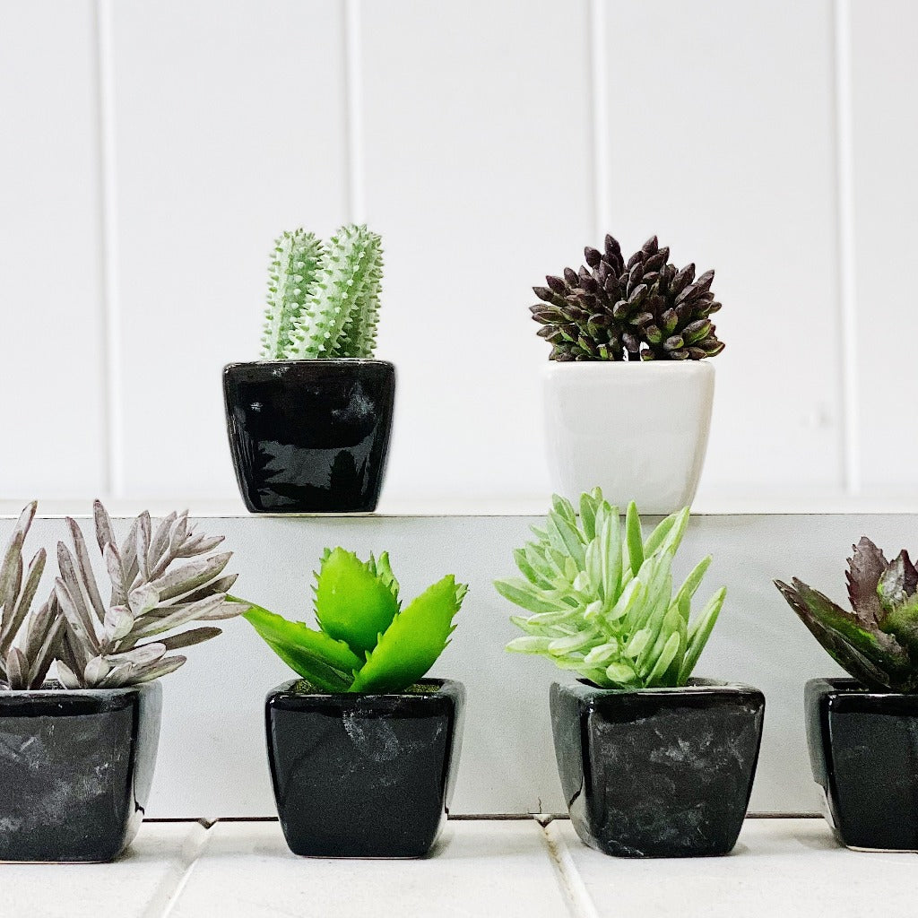 Our Mini Succulent in Black &amp; White Pots are perfect for a little space filler or to fill that cute little pot you have at home. Available in a black or white pot.| Bliss Gifts &amp; Homewares | Unit 8, 259 Princes Hwy Ulladulla | South Coast NSW | Online Retail Gift &amp; Homeware Shopping | 0427795959, 44541523