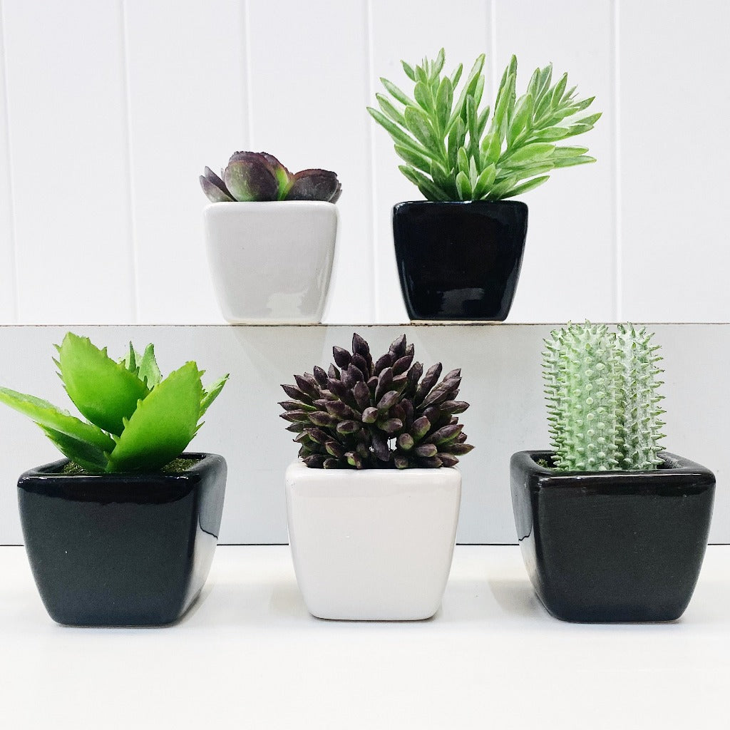 Our Mini Succulent in Black & White Pots are perfect for a little space filler or to fill that cute little pot you have at home. Available in a black or white pot.| Bliss Gifts & Homewares | Unit 8, 259 Princes Hwy Ulladulla | South Coast NSW | Online Retail Gift & Homeware Shopping | 0427795959, 44541523