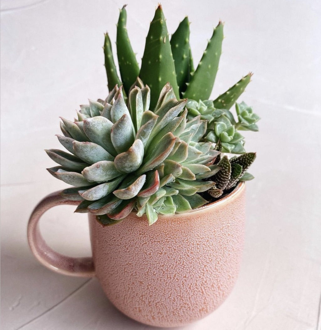 Enjoy the daily ritual of drinking tea and coffee with your own stoneware NAOKO Mug in Salmon 380ml| Bliss Gifts &amp; Homewares | Unit 8, 259 Princes Hwy Ulladulla | South Coast NSW | Online Retail Gift &amp; Homeware Shopping | 0427795959, 44541523