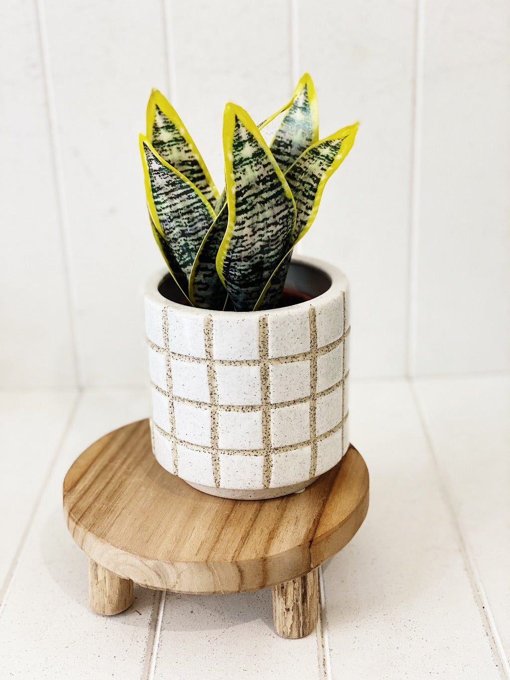 Bring a bit of botanical beauty into your abode with this faux Sansevieria in Terracotta Pot. Set within a round terracotta pot finished in a black &amp; white pattern, this piece is crafted from plastic in shades of green to mimic the look of Sansevieria. 23cm.| Bliss Gifts &amp; Homewares | Unit 8, 259 Princes Hwy Ulladulla | South Coast NSW | Online Retail Gift &amp; Homeware Shopping | 0427795959, 44541523