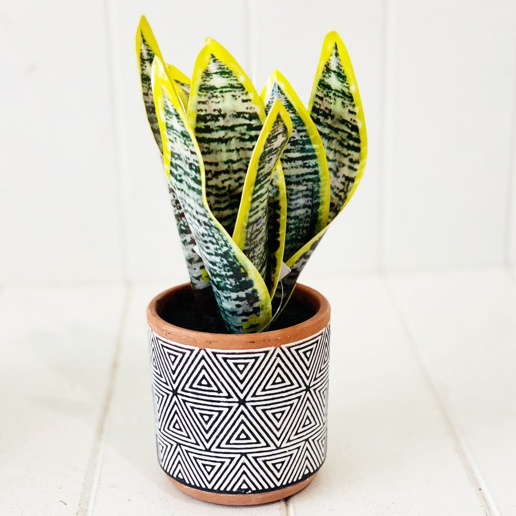 Bring a bit of botanical beauty into your abode with this faux Sansevieria in Terracotta Pot. Set within a round terracotta pot finished in a black &amp; white pattern, this piece is crafted from plastic in shades of green to mimic the look of Sansevieria. 23cm.| Bliss Gifts &amp; Homewares | Unit 8, 259 Princes Hwy Ulladulla | South Coast NSW | Online Retail Gift &amp; Homeware Shopping | 0427795959, 44541523