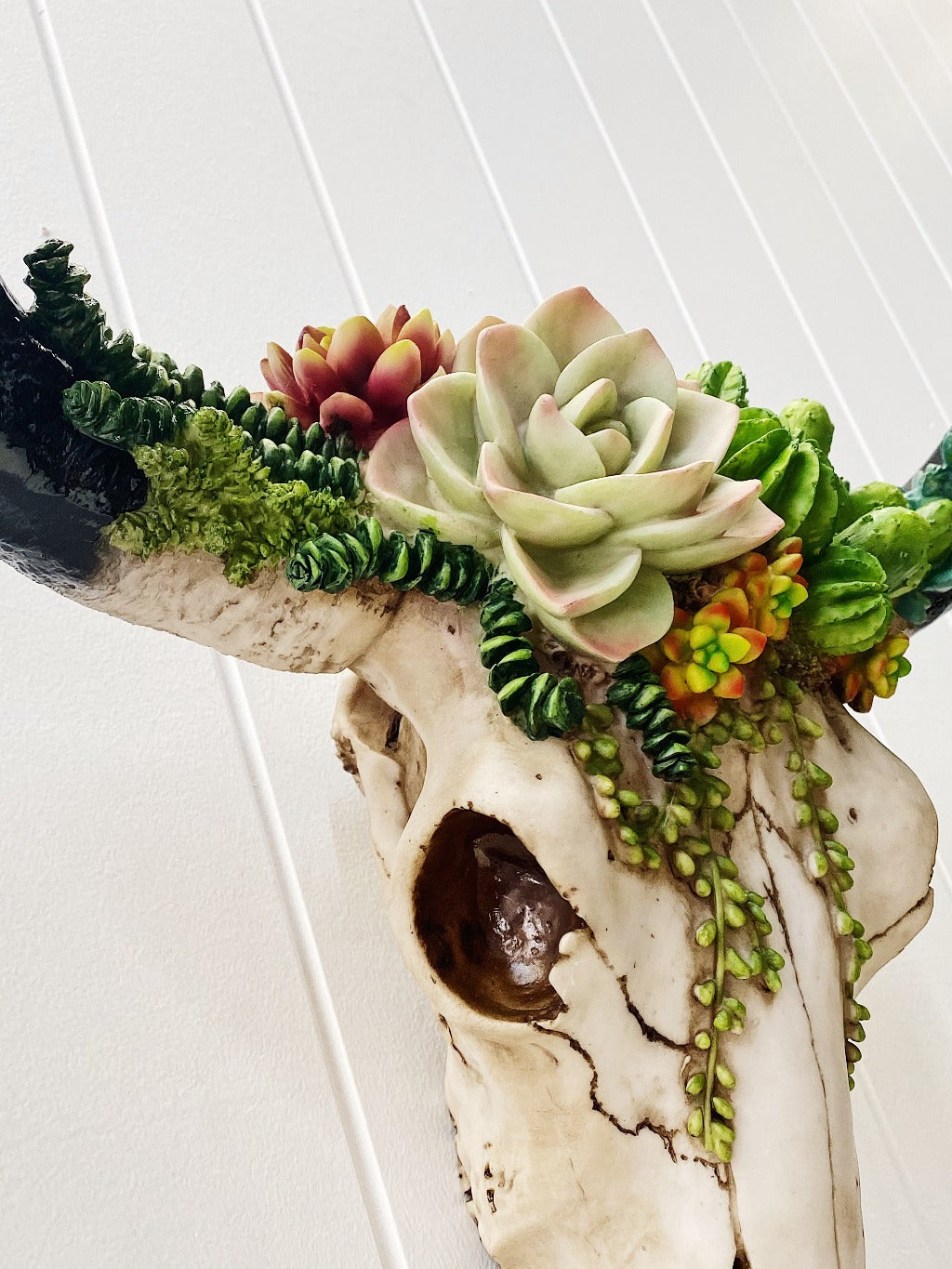 Our Succulent Cow Skull has a 3 dimensional pattern to give depth. This realistic looking sculpture is lightweight and easily wall mounted. It comes ready to hang with screws and drilling template.| Bliss Gifts &amp; Homewares | Unit 8, 259 Princes Hwy Ulladulla | South Coast NSW | Online Retail Gift &amp; Homeware Shopping | 0427795959, 44541523