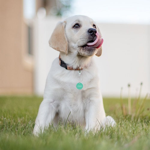 Pamper your pooch in style with our colourful Pet Human Dog ID Tag, featuring quirky quotes any pet lover will adore! These dog ID tags not only add a splash of colour to the collar, but are also easy to engrave! Size: 3 x 0.01 x 5.5.cm. Engravable metal dog tag with quirky quote. | Bliss Gifts & Homewares | Unit 8, 259 Princes Hwy Ulladulla | South Coast NSW | Online Retail Gift & Homeware Shopping | 0427795959, 44541523