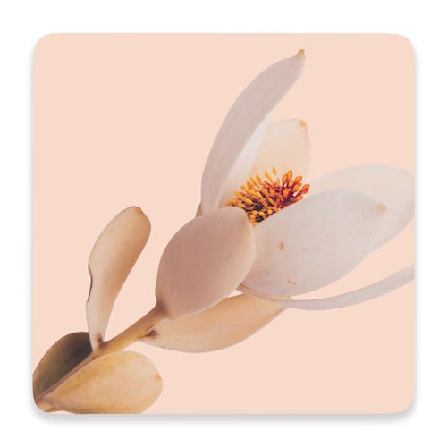 Our Flourish Ceramic Coaster - Pink Flower is inspired by the beauty of nature. The Flourish Homewares Range features budding blossoms, wild flowers, and soft, natural textures that tie beautifully into any home.| Bliss Gifts &amp; Homewares | Unit 8, 259 Princes Hwy Ulladulla | South Coast NSW | Online Retail Gift &amp; Homeware Shopping | 0427795959, 44541523
