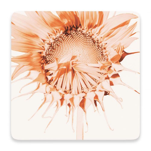 Our Flourish Ceramic Coaster - Sunflower is inspired by the beauty of nature. The Flourish Homewares Range features budding blossoms, wild flowers, and soft, natural textures that tie beautifully into any home.| Bliss Gifts &amp; Homewares | Unit 8, 259 Princes Hwy Ulladulla | South Coast NSW | Online Retail Gift &amp; Homeware Shopping | 0427795959, 44541523