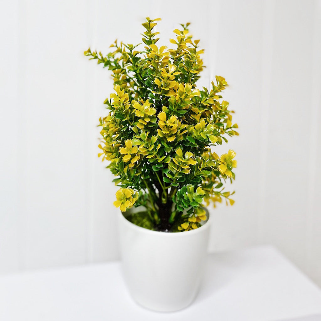 Our Small Shrub In Pot will make a great addition to any space in your home. Having greenery in your home is a great way to freshen up any space and give it new life. Available in 3 different designs. Golden Green White Measures approx: 20cm. | Bliss Gifts & Homewares | Unit 8, 259 Princes Hwy Ulladulla | South Coast NSW | Online Retail Gift & Homeware Shopping | 0427795959, 44541523