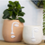 How quirky are our new Pablo Pots in White. The minimal concrete face planters with white detailing come with a drainage hole and plug for you convenience. Measures: 17x15cm. Material: Cement.| Bliss Gifts & Homewares | Unit 8, 259 Princes Hwy Ulladulla | South Coast NSW | Online Retail Gift & Homeware Shopping | 0427795959, 44541523