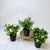 Our artificial potted greenery is perfect for adding some colour to your shelves, or hard to grow places. Pair with one of our many styles of pots and create a windowsill garden without the hassle of maintenance. 19cm.| Bliss Gifts & Homewares | Unit 8, 259 Princes Hwy Ulladulla | South Coast NSW | Online Retail Gift & Homeware Shopping | 0427795959, 44541523