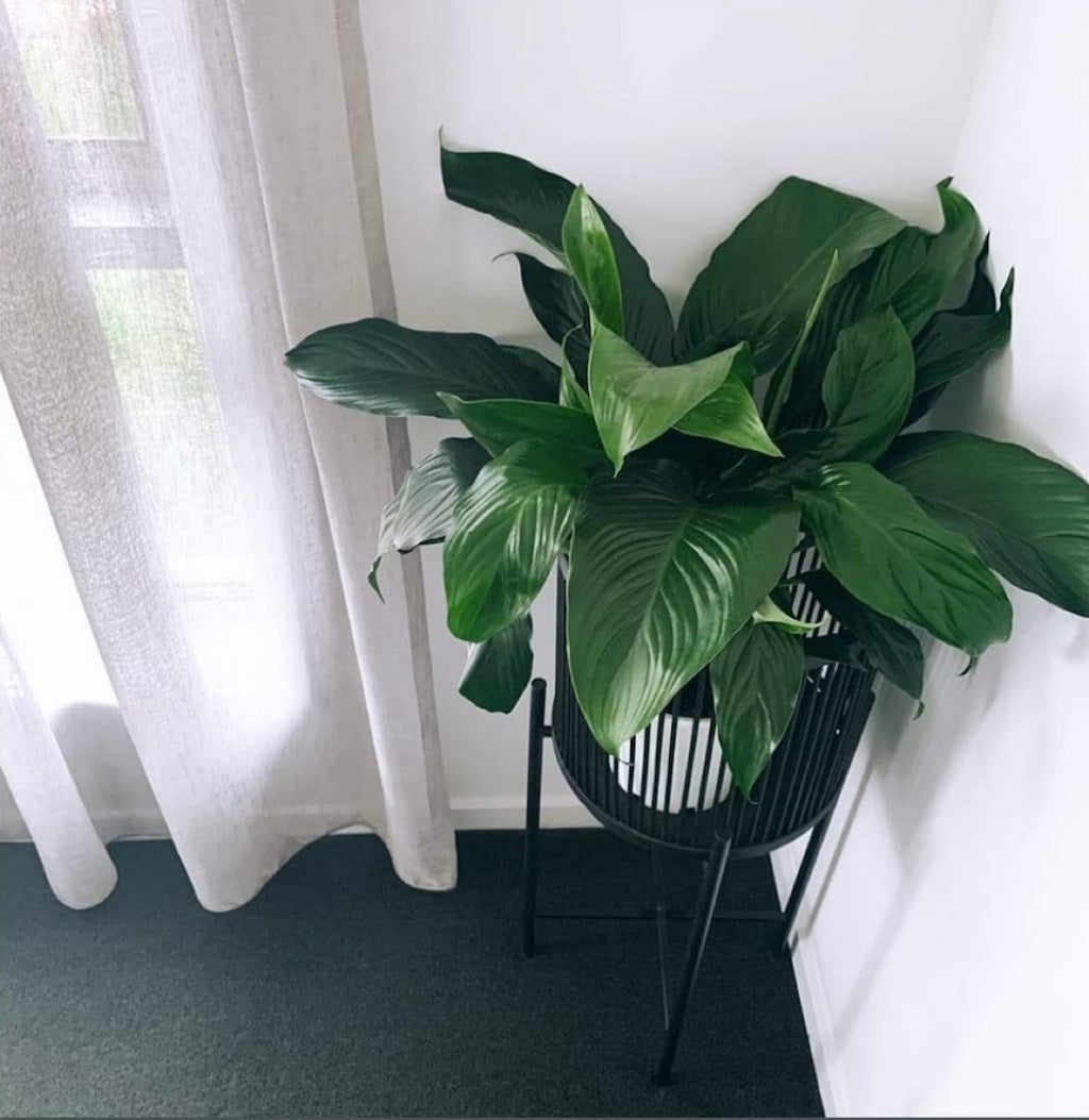 Rhythm Plant Stands - metal base - stunning black bamboo basket - Large: 35x100cm - Small: 35x80cm - Basket size: 31x31cm | Salt&amp;Pepper |Bliss Gifts &amp; Homewares - Unit 8, 259 Princes Hwy Ulladulla - Shop Online &amp; In store - 0427795959, 44541523 - Australia wide shipping 