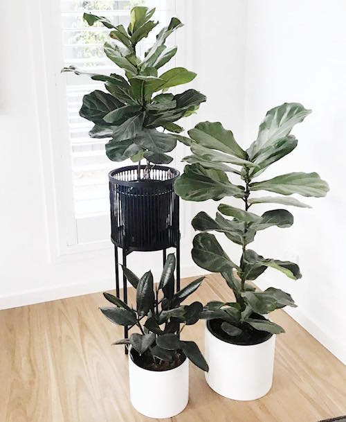 Rhythm Plant Stands - metal base - stunning black bamboo basket - Large: 35x100cm - Small: 35x80cm - Basket size: 31x31cm | Salt&amp;Pepper |Bliss Gifts &amp; Homewares - Unit 8, 259 Princes Hwy Ulladulla - Shop Online &amp; In store - 0427795959, 44541523 - Australia wide shipping 