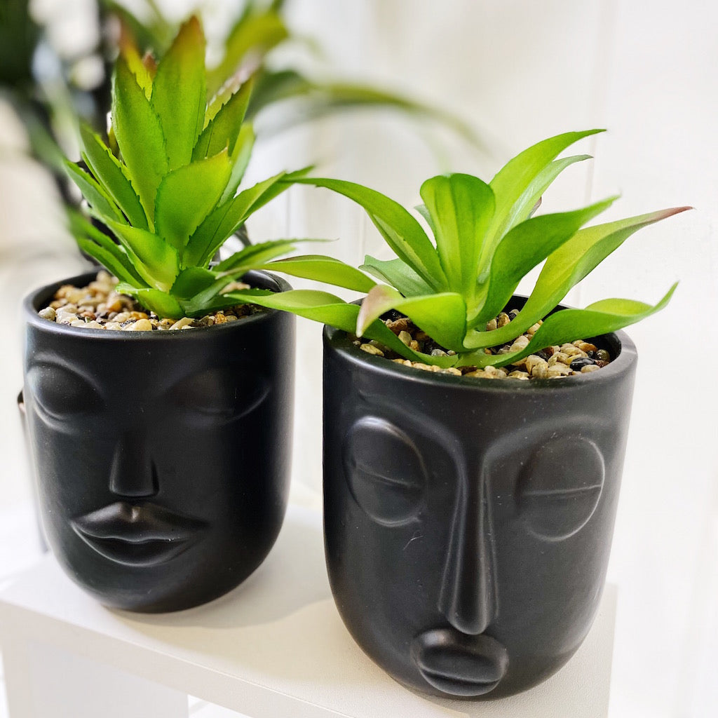 Give your office, bathroom or house space an instant lift with our Rogue Face Pots with Succulent. Our quirky black and white Face pots are full of personality and style. Perfect for adding a splash of green in small spaces.| Bliss Gifts &amp; Homewares | Unit 8, 259 Princes Hwy Ulladulla | South Coast NSW | Online Retail Gift &amp; Homeware Shopping | 0427795959, 44541523