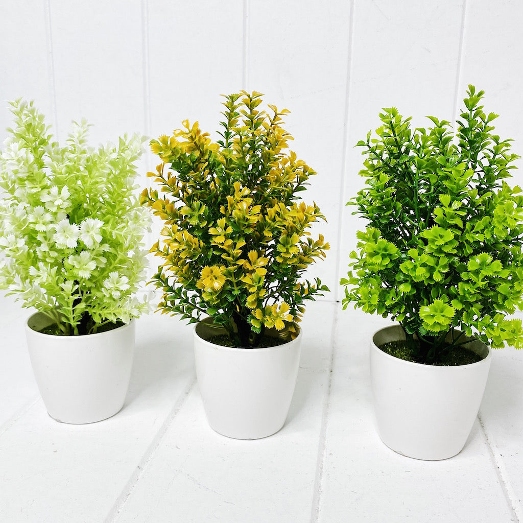 Our Small Shrub In Pot will make a great addition to any space in your home. Having greenery in your home is a great way to freshen up any space and give it new life. Available in 3 different designs. Golden Green White Measures approx: 20cm. | Bliss Gifts & Homewares | Unit 8, 259 Princes Hwy Ulladulla | South Coast NSW | Online Retail Gift & Homeware Shopping | 0427795959, 44541523