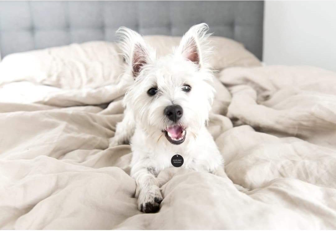 SPLOSH Colourful Pet Sorry Dog Tag BLISS Gifts Homewares