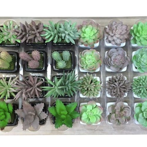 Our Mini Succulent in Black &amp; White Pots are perfect for a little space filler or to fill that cute little pot you have at home. Available in a black or white pot.| Bliss Gifts &amp; Homewares | Unit 8, 259 Princes Hwy Ulladulla | South Coast NSW | Online Retail Gift &amp; Homeware Shopping | 0427795959, 44541523